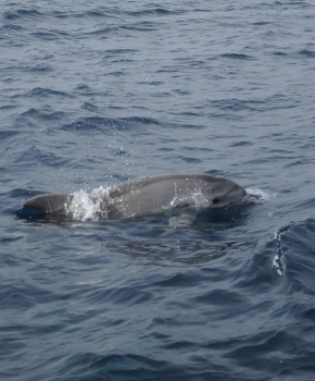 Escursione in barca a San Foca - Salento