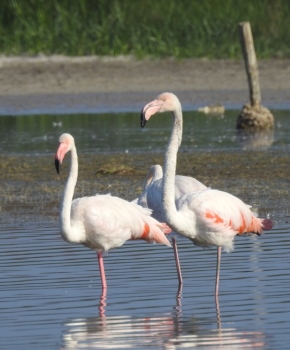 Escursione naturalistica nell'Oasi WWF 