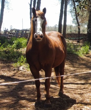 Passeggiata a Cavallo Laghi Alimini nel Salento