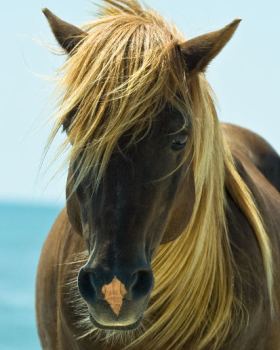 Passeggiata a Cavallo Video Pre-Matrimoniale