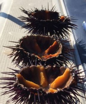 Noleggio Yacht Porto Cesareo 